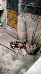 Un rat échappe à un chat