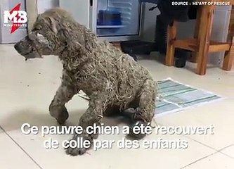 Le genre d'histoire qui redonne foi en l'humanité  Via Stichting He'Art of Rescue International