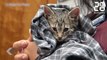 Ils sauvent la vie d'un chaton in extremis - Le Rewind du Mercredi 16 Mai 2018