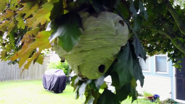 Un drone coupe un nid de guêpes en deux