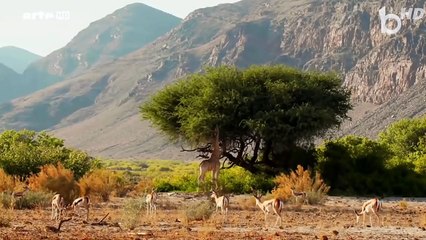 Les animaux les plus rares sur terre - 2ème partie  Film documentaire animalier HD