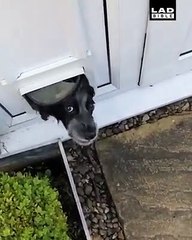 What do you want, hooman?! 