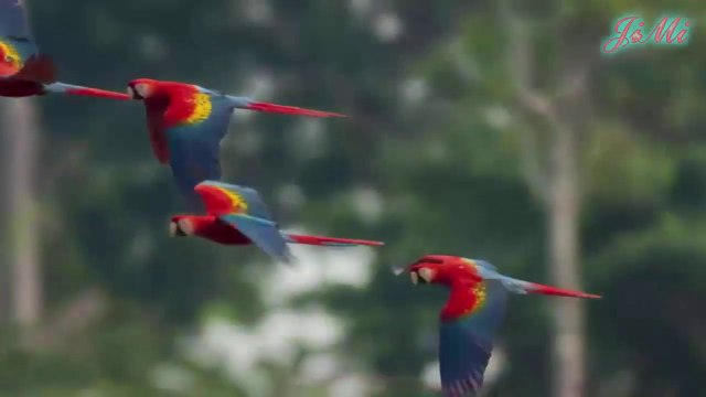 Top 20 Loài Chim Đẹp Nhất Thế Giới - Jimi Channel