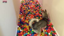 Un homme fait le bonheur de son chien en lui achetant des milliers de balles (Vidéo)