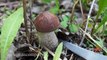 Сбор грибов в лесу