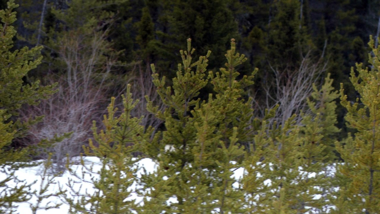 16-05-2018 -Loup passe rapidement derrière la végétation