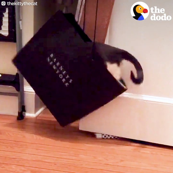 Everyone thought this cat was a "problem child" because she has an INSANE amount of energy.  She was returned by 5 different families! But as soon as her new mo