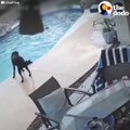 This dog saw his friend drowning in the pool, so he jumped in and saved his life!