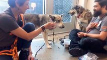 LIVE: These rescued dogs are showing off the skills they’re learning at the ASPCA rehab center in North Carolina