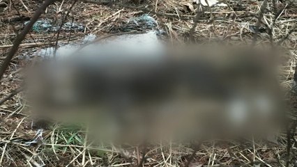 아파트 단지에서 고양이 토막 사체...경찰 고발 / YTN