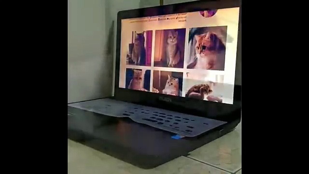 Hello Hooman