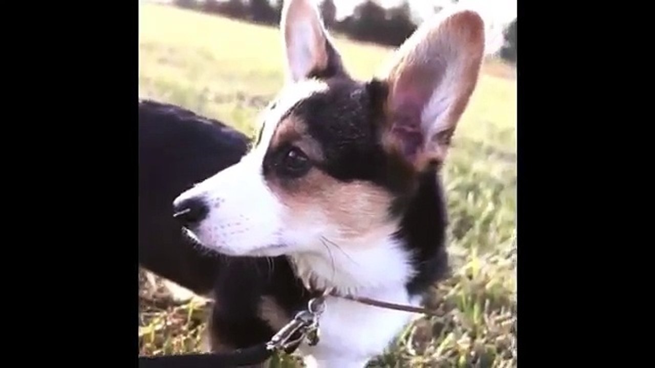 Just Funny Things Between Dogs