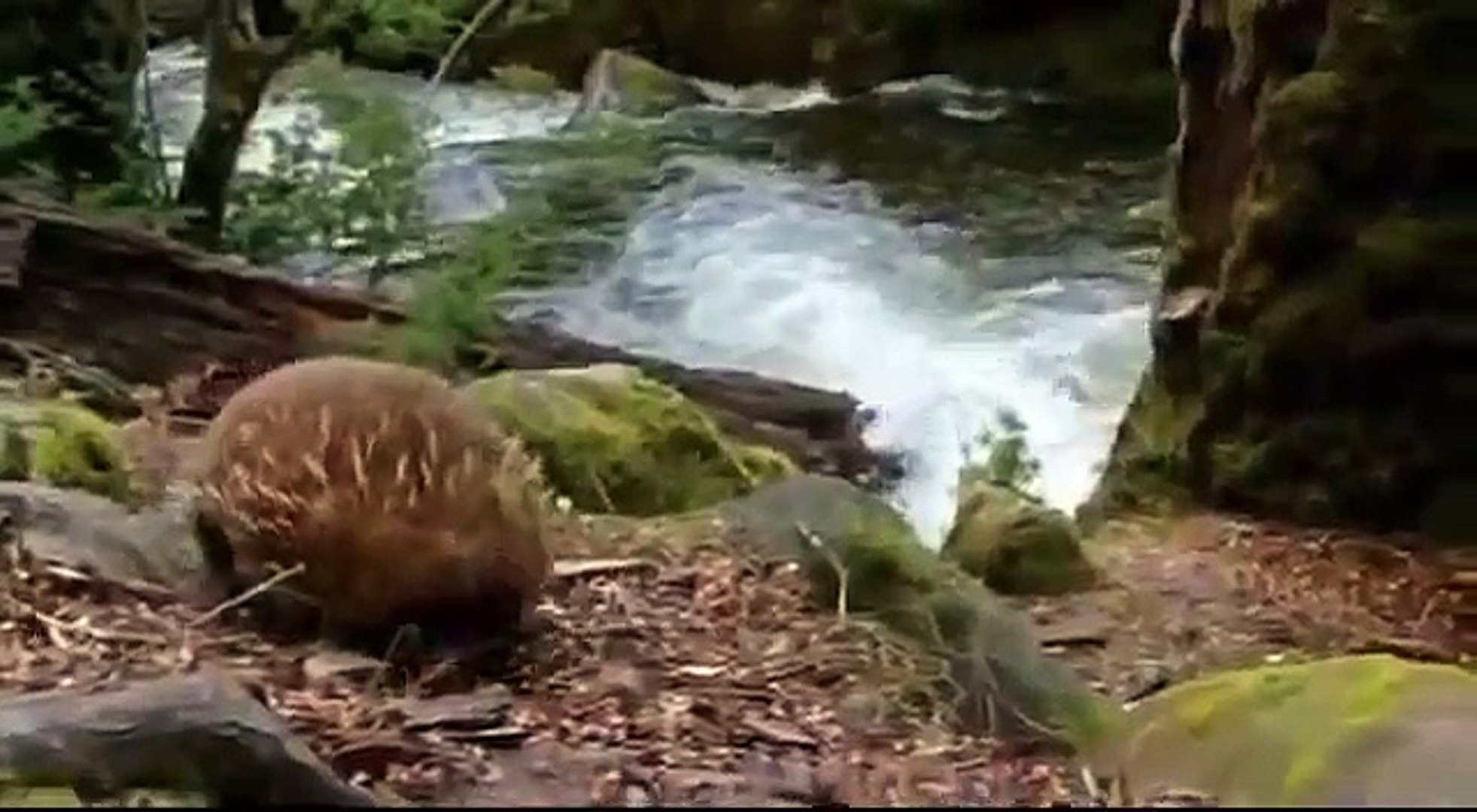 ⁣Animal Planet   The duck billed platypus