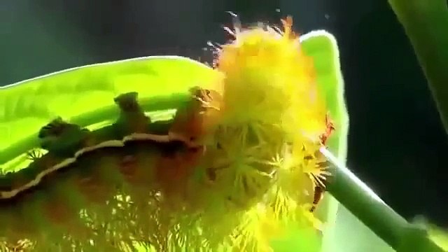 Animal Planet The Amazon rainforest Biodiversity at its best part 1/3