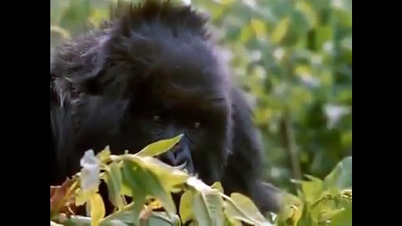 Animal Planet   The Amazon rainforest   Biodiversity at its best part 3/3