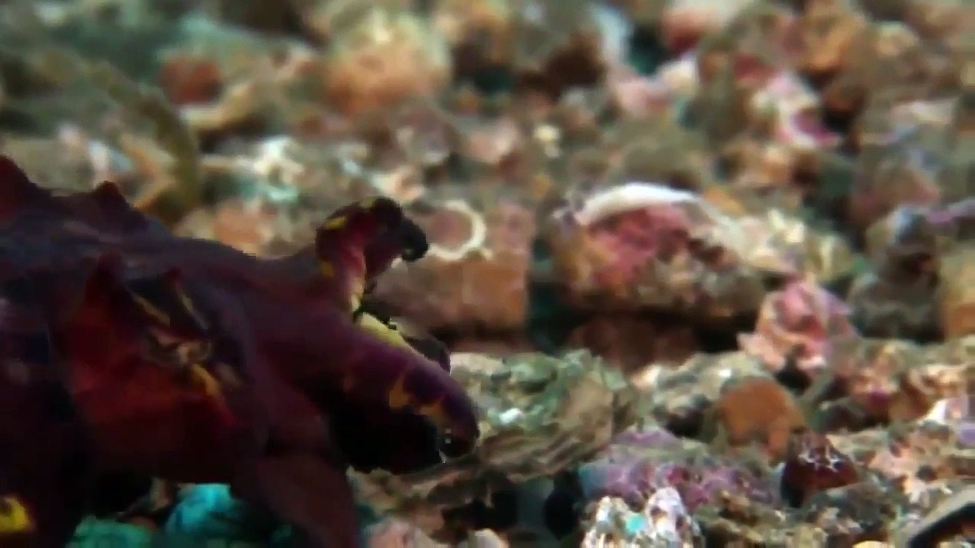 ⁣Animal Planet   The giant octopus of the ocean