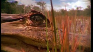Animal Planet   The Amazonia   One of earth's natural wonders