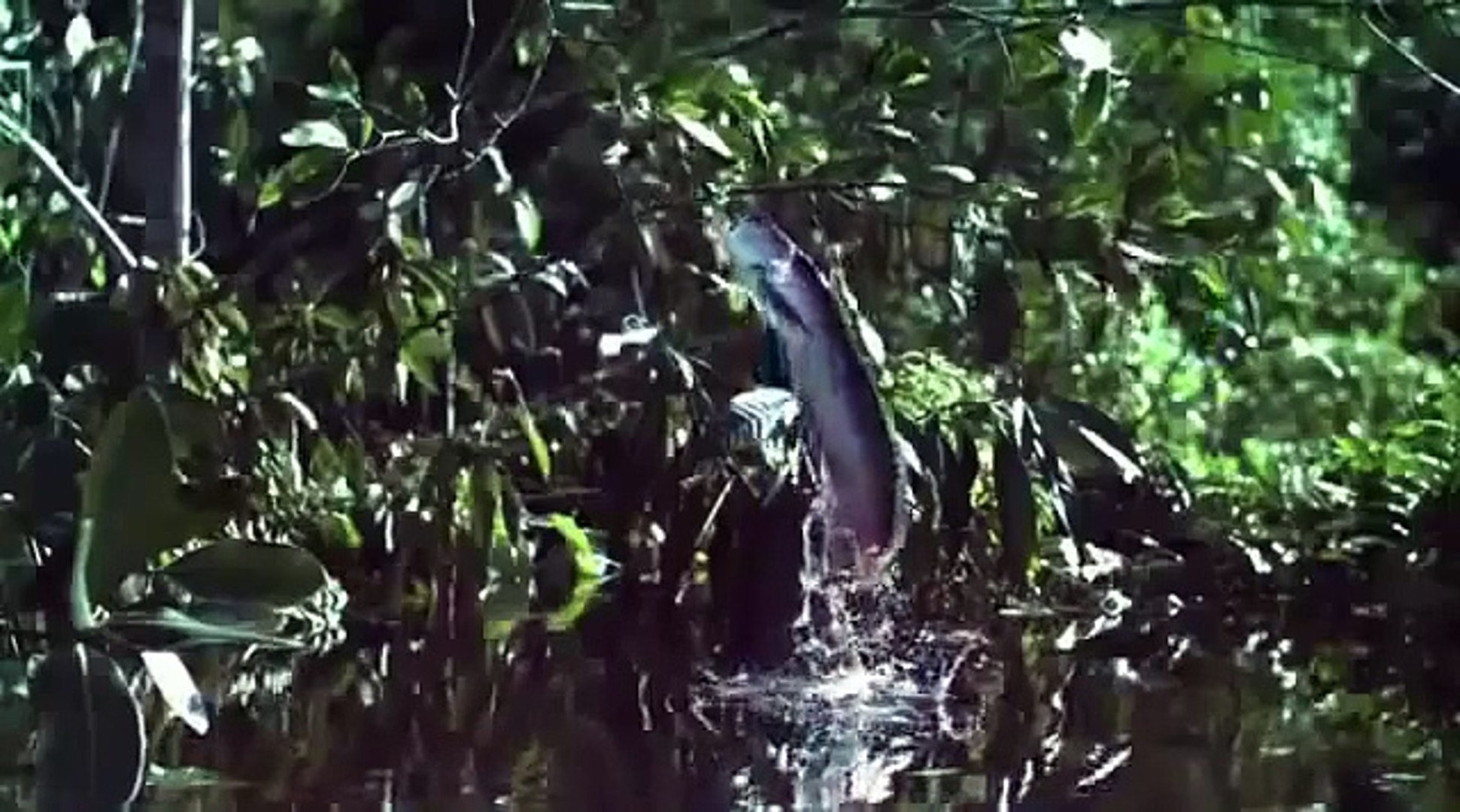 ⁣Animal Planet   Amazonia   Predator and prey