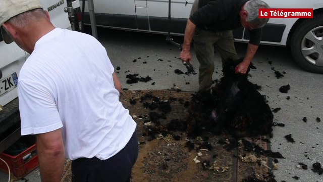Port-Launay (29). Tonte de moutons à l'écluse de Guilly-Glas