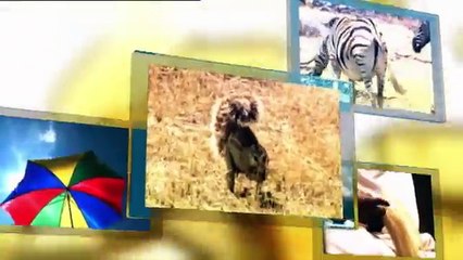 Spears, needles, daggers and barbs (Full documentary)