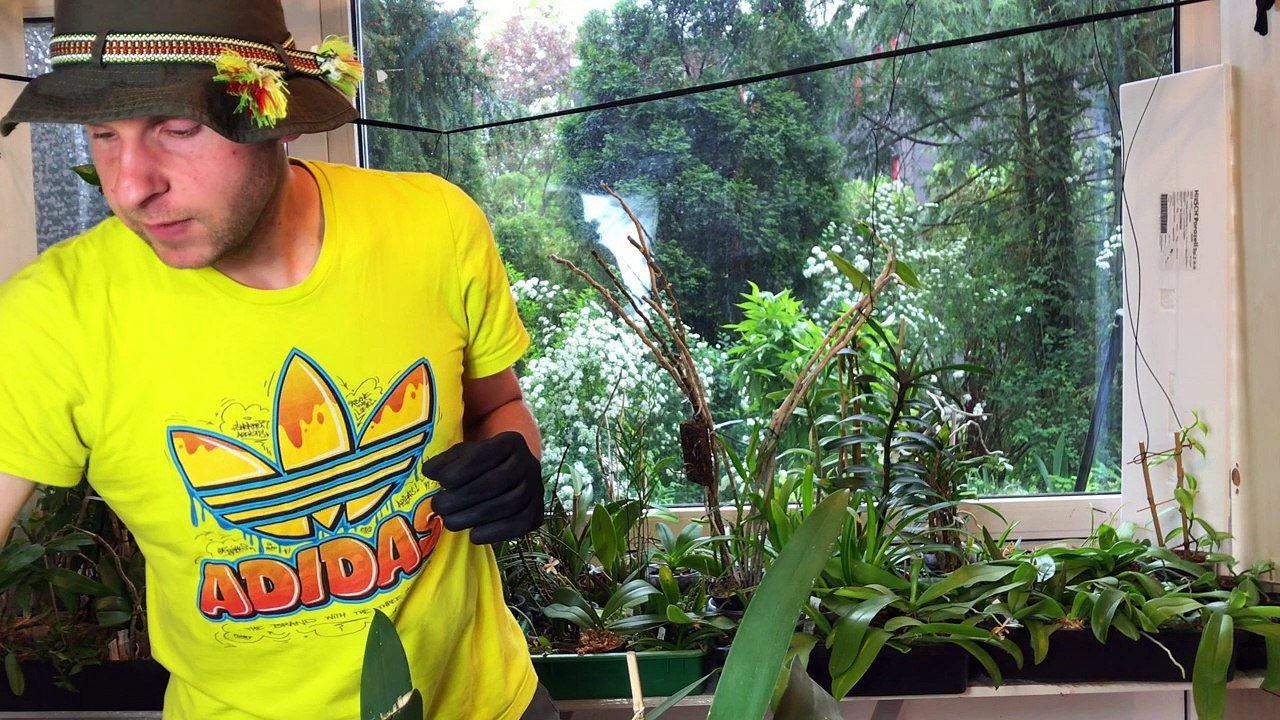 Orchideen: Bulben, Rückbulden, was soll das sein? Was bedeutet sympodioal und monopodial?