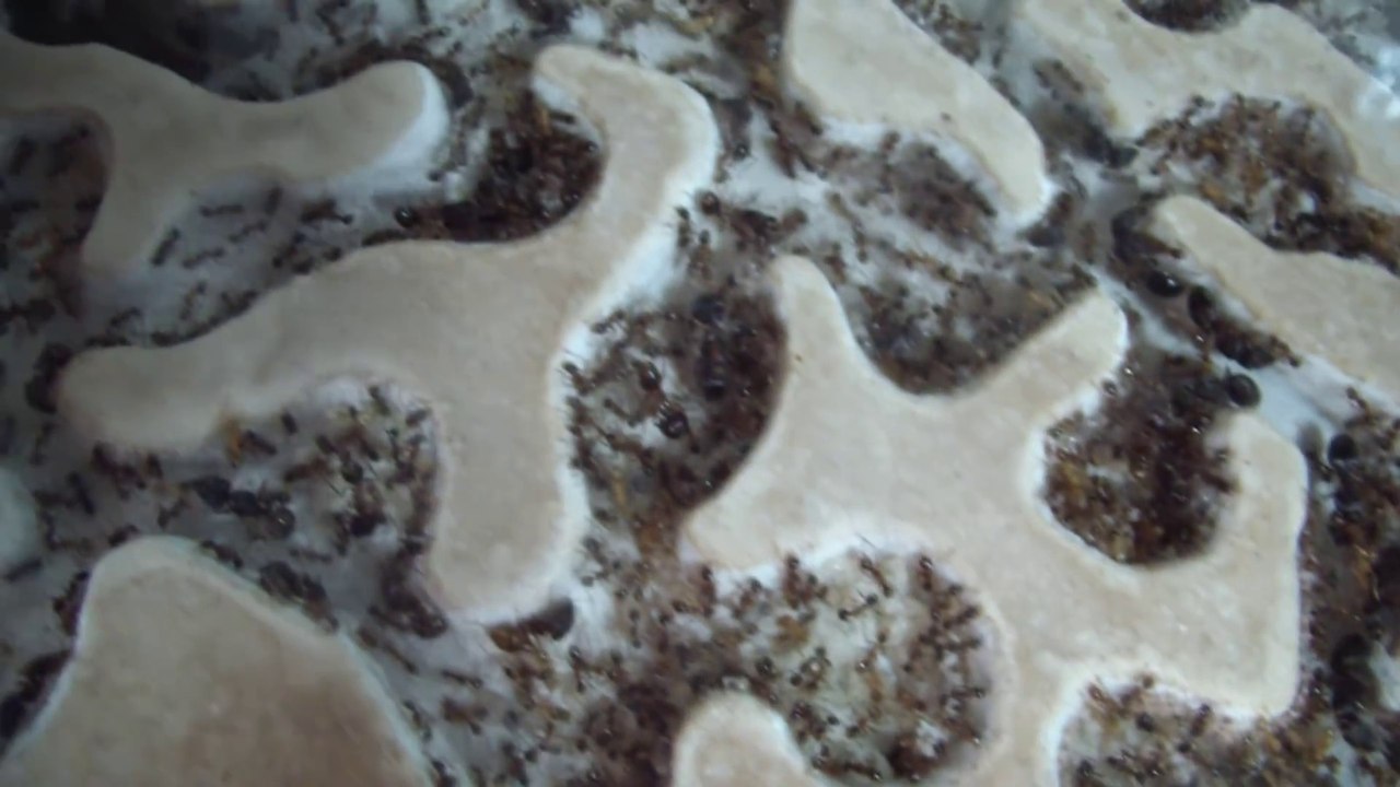 Cet internaute a des milliers de fourmis chez lui !