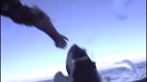 Ce pecheur s'amuse à caresser un grand requin blanc énorme