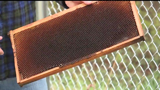 Weather Conditions Impacting Struggling Honey Bee Populations in Pennsylvania