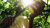 Côte d'Ivoire : le cacao en péril