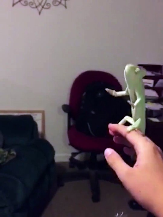 Ce caméléon adorable adore éclater les bulles de savon