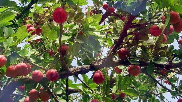 10 ALIMENTS EXOTIQUES QUE VOUS NE DEVEZ JAMAIS ESSAYER - Lama Faché