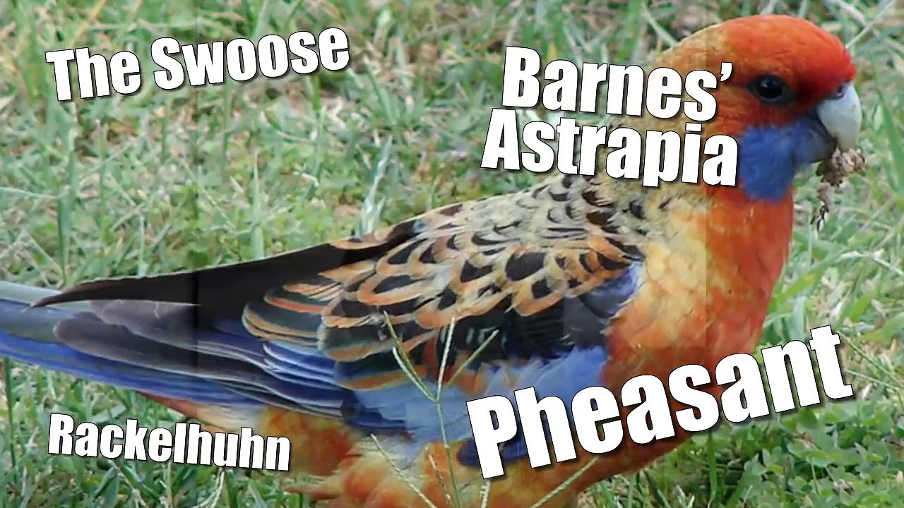 10 ANIMAUX HYBRIDES DONT VOUS IGNORIEZ L’EXISTENCE