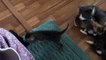 Dachshund cautiously meets kittens while mom watches