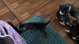 Dachshund cautiously meets kittens while mom watches