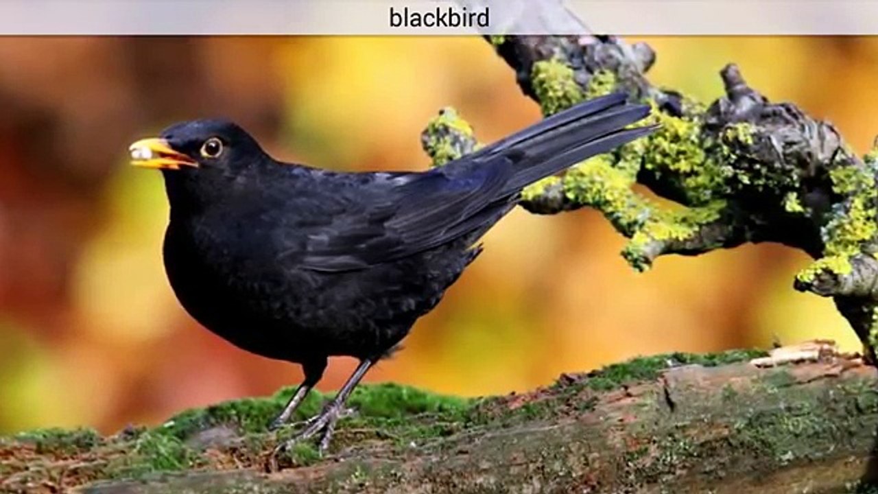 Animal sounds for kids - Birds Part 2. Pictures of Birds for children