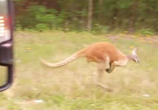 Rogue Kangaroo Spotted on South Carolina Highway