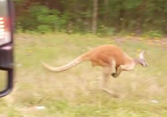 Rogue Kangaroo Spotted on South Carolina Highway