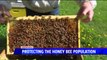Bee Swarm Season is Here, But Expert Warn Against Killing Them