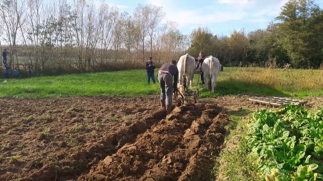 premier labour de jeunes boeufs Gascons chez Laurent janaudy à Manziat, octobre 2017