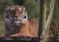 Treasured Tigers Moving to Tasmania From Symbio Wildlife Park
