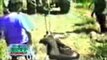 Giant Anaconda Attacks Dogs - Most Amazing Wild Animals Attacks - Animals Fight HD #2