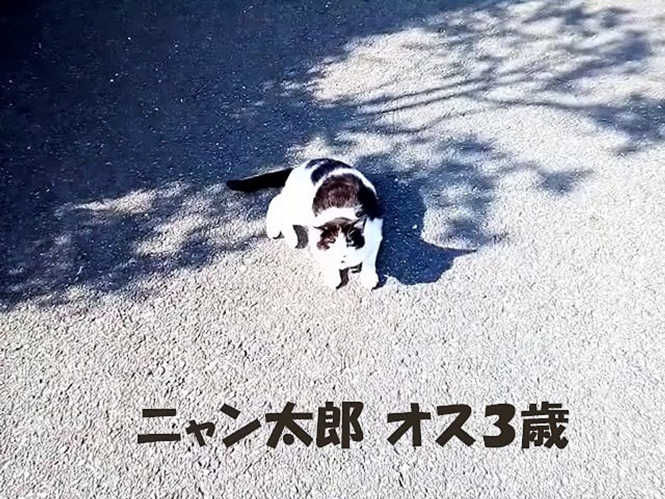 ニャン太郎
