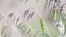 Free Macro Grass Background Footage