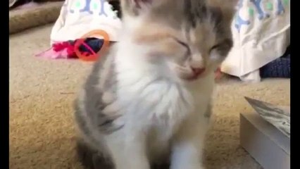 Such Sleepy Cats !!!