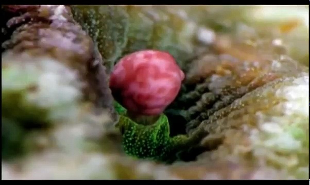 Evolution of SEX HD