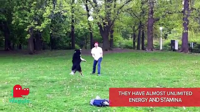 BREED BREAKOWN: BORDER COLLIES