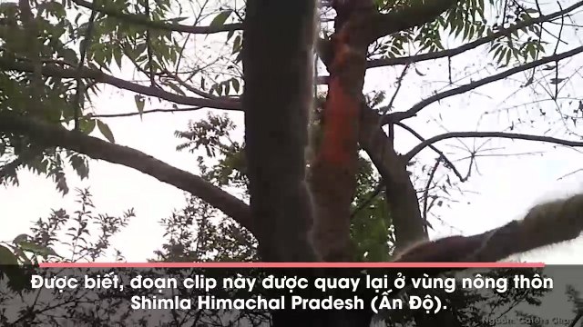 Cận cảnh binh đoàn hàng nghìn con sâu róm hành quân, thế gian này còn gì đáng sợ hơn chứ?