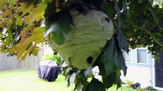 Comment supprimer un nid de frelon avec un drone ?