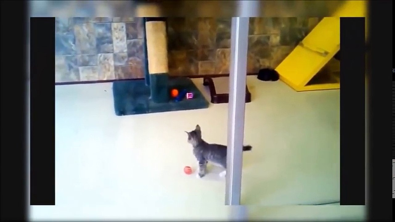 Scared Cats Jumping The Best Funny Cats Jumping Videos Compilation - Laugh And Forget Your Sadness