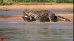 Amazing Jaguar Hunting Crocodile While Sleeping   Big Battle Animals Real